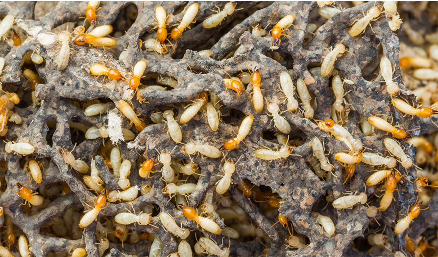 Termite-Control service image