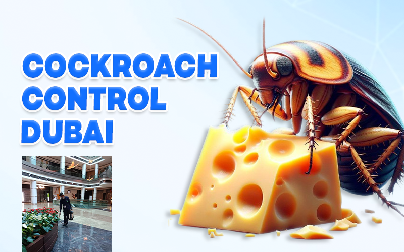 Cockroach Control Dubai