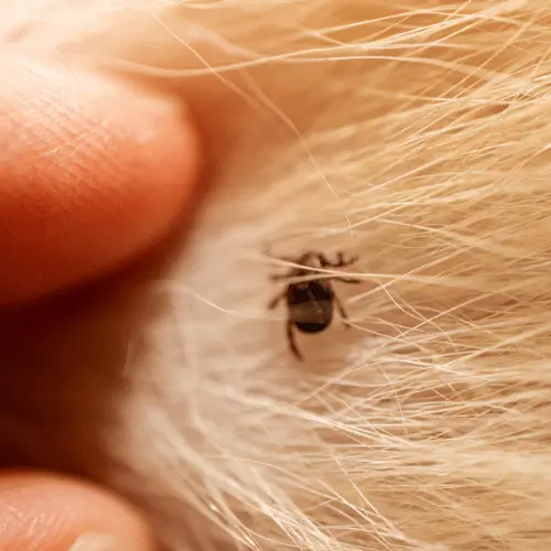 Top 10 Common Household Pests and How to Eliminate Them 13 tick on hair
