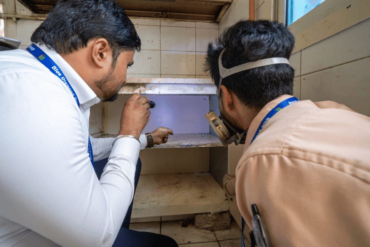 Expert pest control inspection