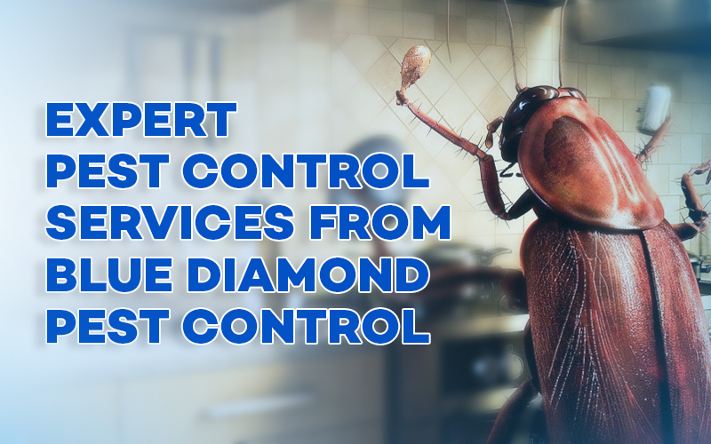 Expert Pest control service