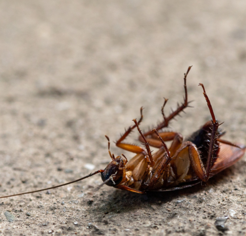Top 10 Common Household Pests and How to Eliminate Them 5 1 2