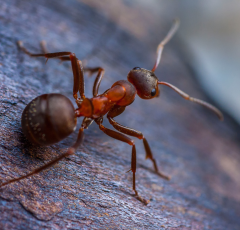 Top 10 Common Household Pests and How to Eliminate Them 4 3 3
