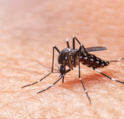 Top 10 Common Household Pests and How to Eliminate Them 9 4 1