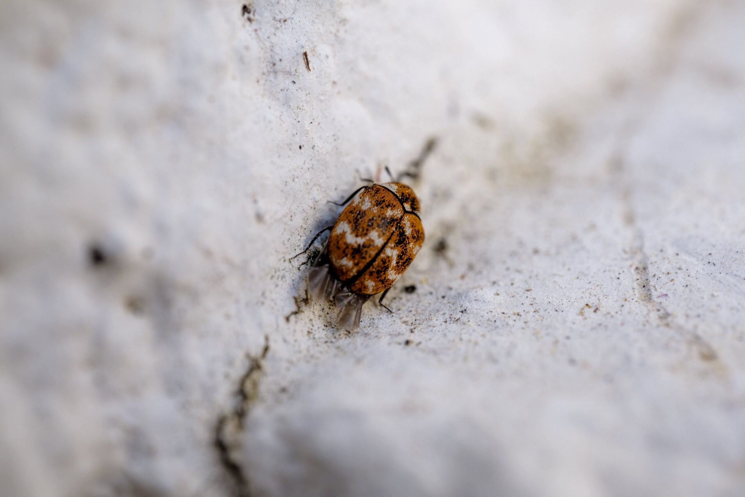 Bed Bug Infestation in the UAE: How to Detect, Prevent, and Get Rid of Them 3 Bed Bugs Pest Control by Blue Diamond Group UAE