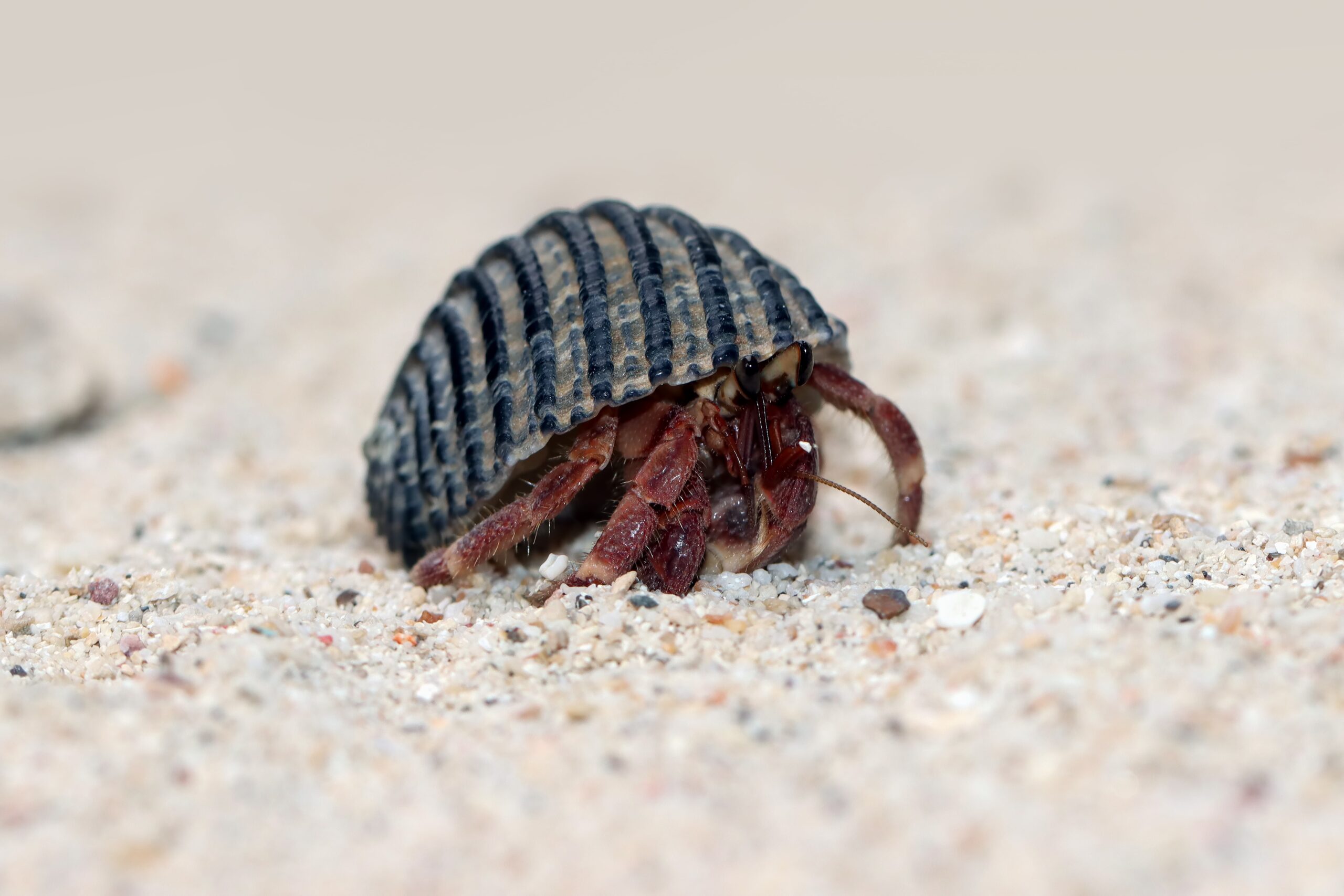 Bed Bug Infestation in the UAE: How to Detect, Prevent, and Get Rid of Them 2 Bed Bugs Pest Control UAE by Blue Diamond Group