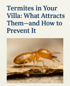Blog 7 Termites