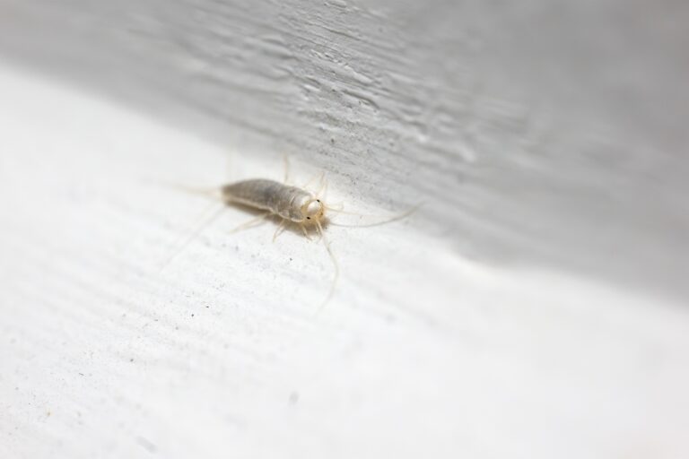 Top 10 Common Household Pests and How to Eliminate Them 12 AdobeStock 1150001913