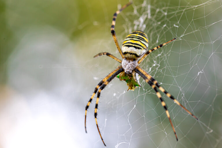 Top 10 Common Household Pests and How to Eliminate Them 11 black yellow stripe argiope bruennichi wasp spider web