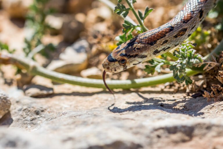 Snake Control Services UAE