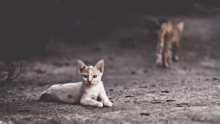 Cat Control Services UAE | Professional Stray Cat Removal & Property Protection