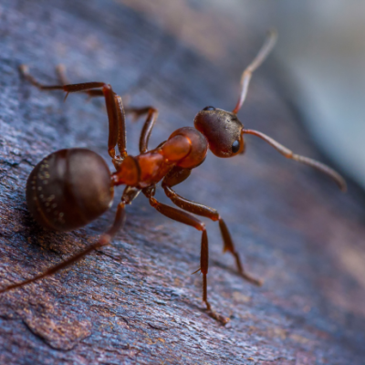 Ant Control Service