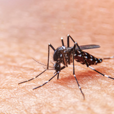 Mosquito control service