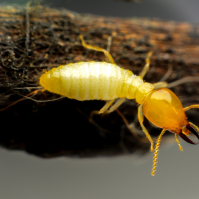 Termite control service