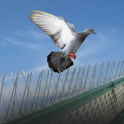Bird Control Services