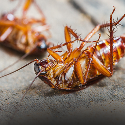 cockroach control service