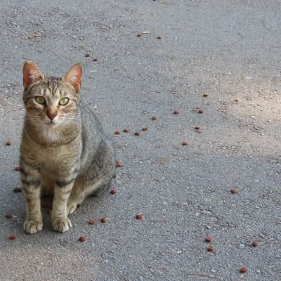 Cat control