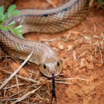 Snake control