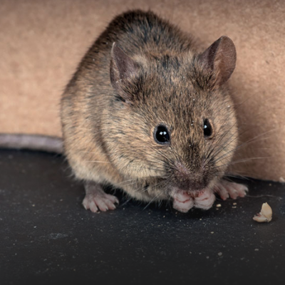 Rodent control services